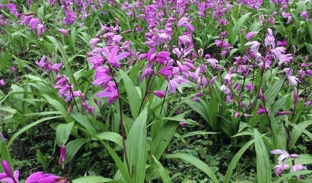  大名就：白芨一般生长在什么样的地形?