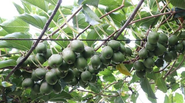 又一农产品爆红，一斤120元全国能种，今年种第2年就能换车