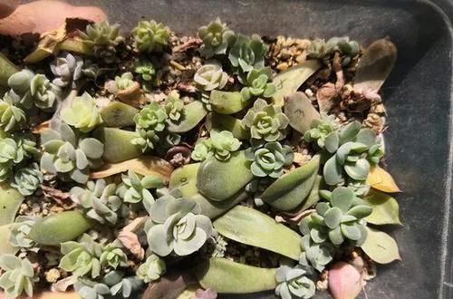  「摘点」花儿还在买？摘点叶片“摆一摆”，收获50盆，买花钱省了！
