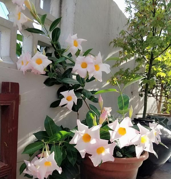  [藤本植物]最好养的藤本植物，扦插就能活，花朵清新美丽，全年开花不停！