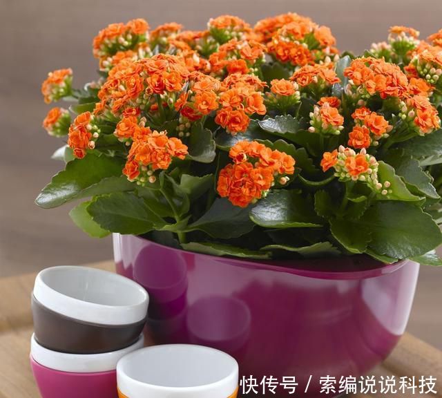  [将伤口晾干]趁着春季赶紧给这几种植物扦插，成活率高达99%！