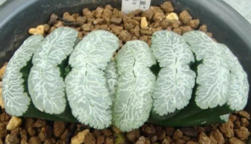  「种多肉植物」这些多肉植物非常珍贵，甚至有的从来没见过，你认识几种？