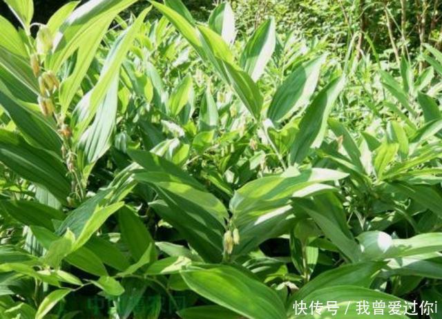 20年前都拿去喂猪，如今一棵300元，价值珍贵成男人最爱