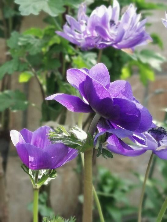 「适合」花朵娇艳的银莲花,开花比虞美人好看,适合新手养