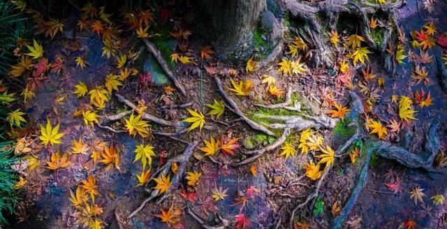 就是现在!鲜为人知的8处深秋景色,错过又要等一年