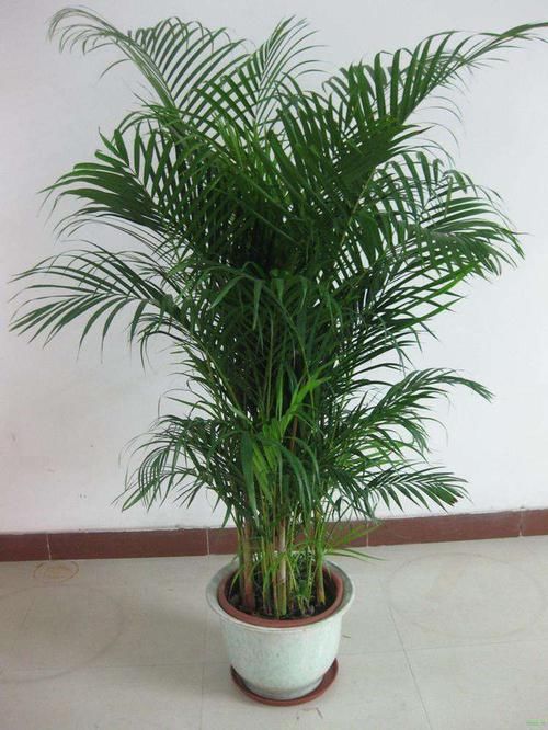 「吸收空气中」不知道在客厅养什么植物,就养这几种,瞬间变得高大上!