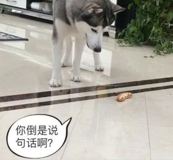#爆笑#二哈看到地上面包,自导自演爆笑一幕,主人都没脸看了
