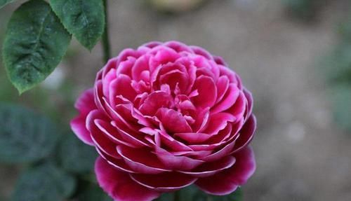  [枝条]春季扦插这几朵花，一个枝条沾土就活，开花一簇一簇，爆盆美如画