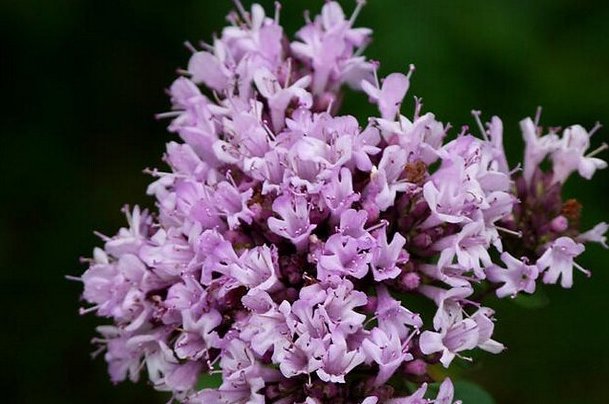  「家里」家里养上这5种“香草”植物,做饭时摘几片叶子,不用买调料啦!