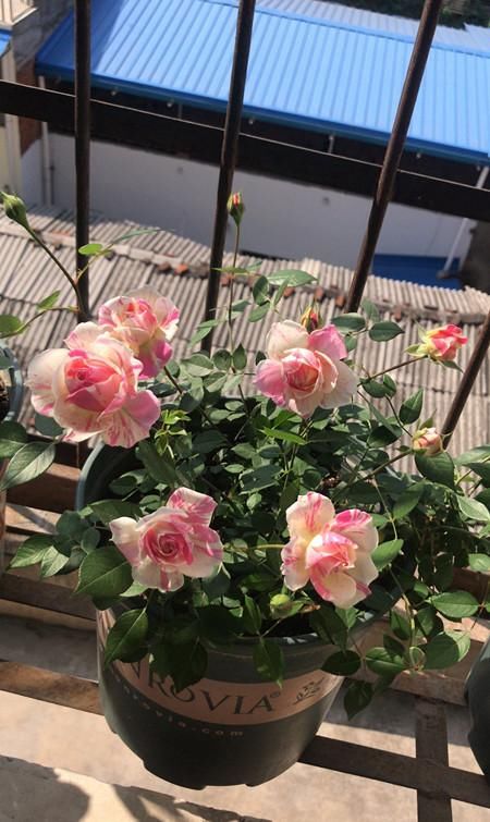 「美艳」家里养这些花,不用操啥心,枝头窜满花苞,阳台变成小花园,美艳