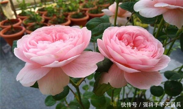 「女王」新手养花，不如养盆花中精品“瑞典女王”，花型丰满，优美淡雅