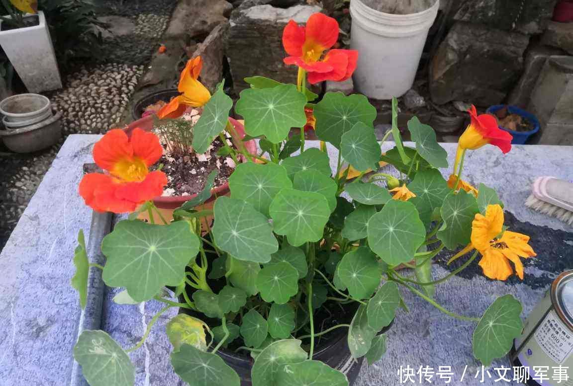  想养■想养棵不浇水都开爆的花？那非旱金莲莫属，适合总忘浇水的你