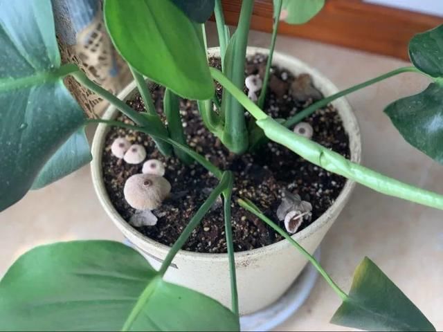  [黄花酢浆草]花盆里长出蘑菇，马上拔干净，否则就是大祸害！