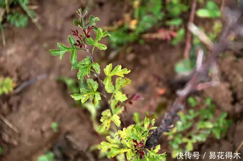  『变叶』海棠鉴赏|变叶海棠和花叶海棠的辨识与鉴赏