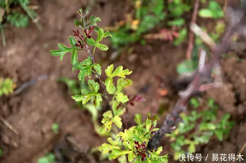 『变叶』海棠鉴赏|变叶海棠和花叶海棠的辨识与鉴赏