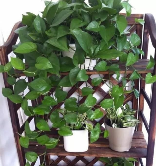  #栀子花#养了2年的栀子花，一换盆就死了，问题不在花身上，在你身上
