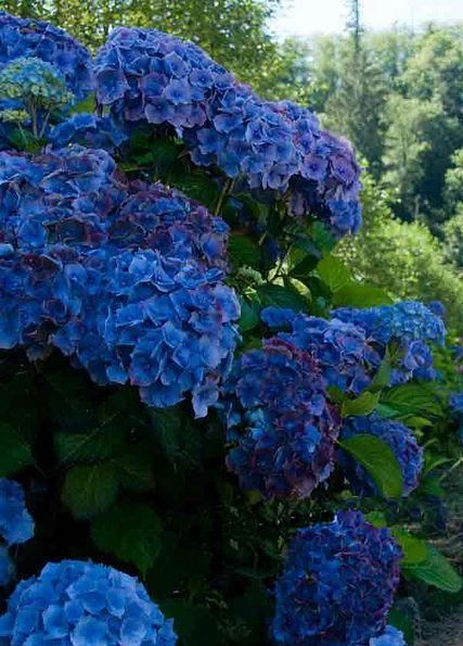  「想养」花园里种上“3种花”，清新又漂亮，看过了都想养，超级美！