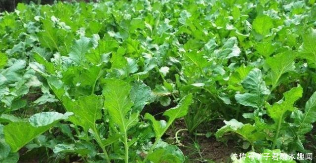 年年种年年滞销，今年河南6万吨无人要，农民苦不堪言