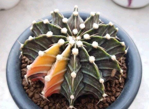  【品种】仙人球养好了，照样能开花，这5个品种，轻而易举养开花