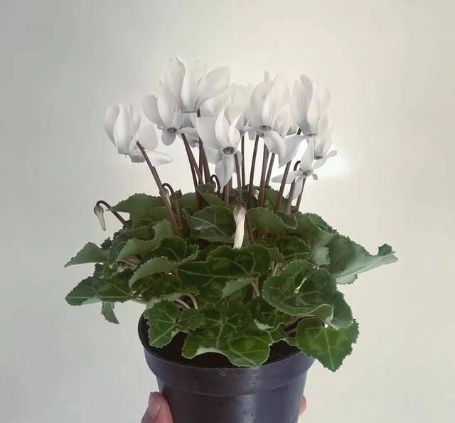 『天使』喜欢白色？这五种“洁白花”不可错过，美如雪中天使