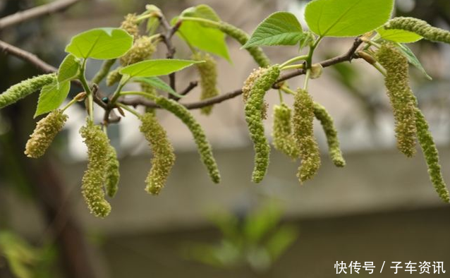 农村视为“害树”，看到连根拔起，现如今成了“摇钱树”