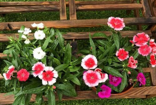  【实用】客厅养花首选这4种植物，空气好、病菌少，很实用