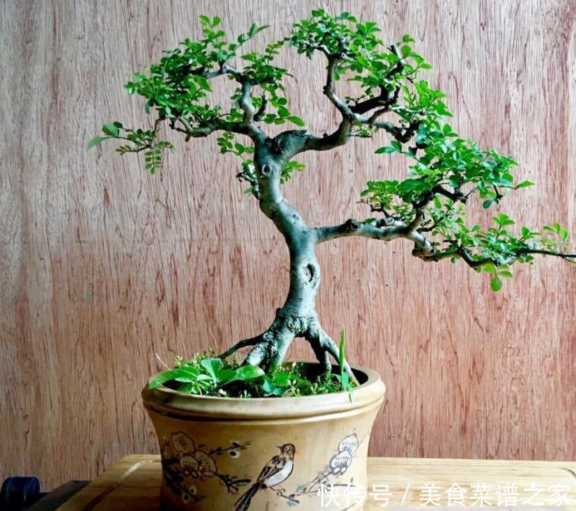 生活：农村有种植物，农民用来做柴火，做成盆栽漂亮价值翻倍