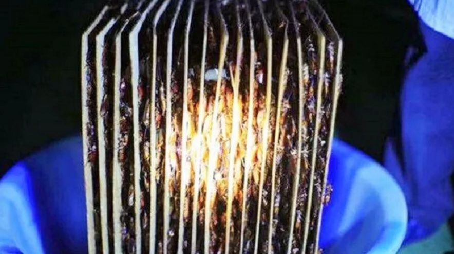  章丘区：这个恐怖工厂：养10亿只蟑螂，每天喂50吨饭（饭前慎入