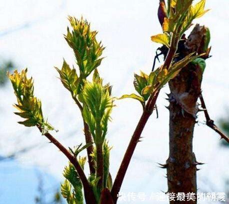 曾因身上带刺被嫌弃，现 被称为“树上人参”,并大量出口国外