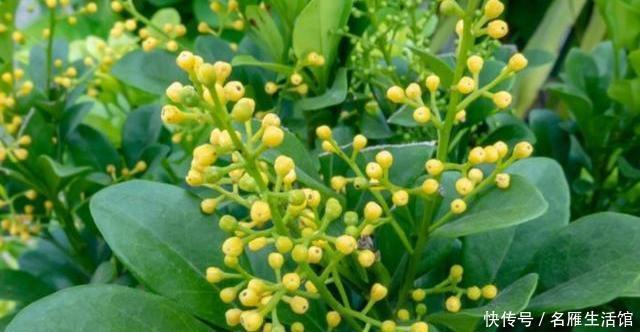 照样|米兰花夏季不好养?养护注意“小细节”,照样生长开花两不误!