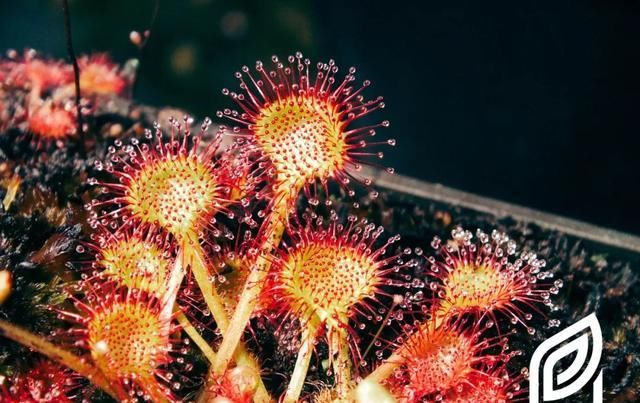  『泥炭土』植培施-茅膏菜Drosera 食虫植物栽培手册