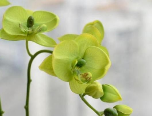  『蝴蝶兰』“2种”蝴蝶兰养家中，一花有“多色”、花朵大又艳，花开爆满盆