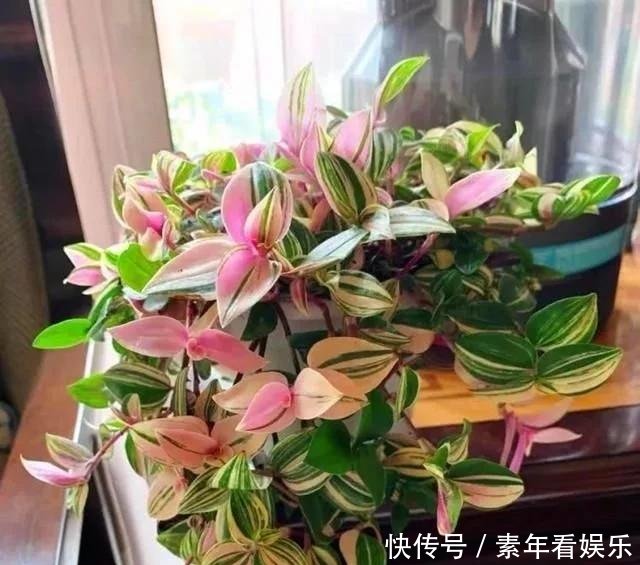  『真够』吊兰家族真够多，个个爆脾气，呼呼爆盆，披头散发颜值高