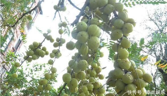  「产量」农村有种水果产量大，天天吃也摘不完，城里卖30一斤却