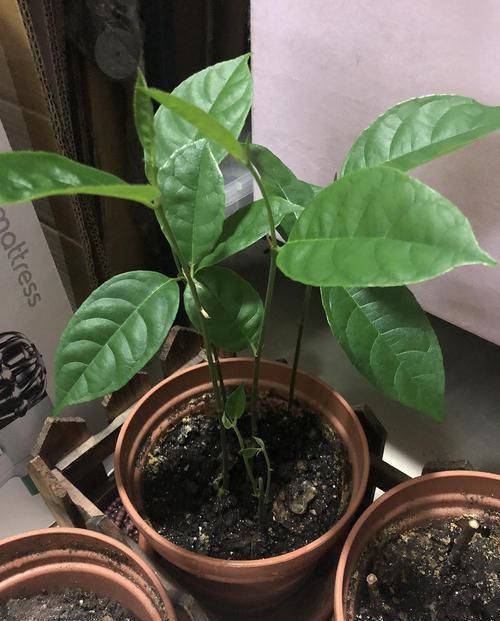  『菠萝蜜』种植技术：盆栽菠萝蜜可以结果吗，应该如何进行后期管理那？
