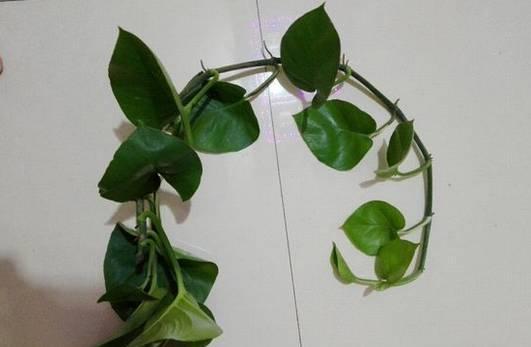 #花友#绿萝虽然很平常,打扮一下也能很惊艳!做一做造型,好看不少哦!