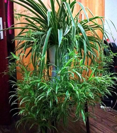  「秘密」她家的吊兰一年长成巨无霸，大白根撑爆盆，原来有这个大秘密！
