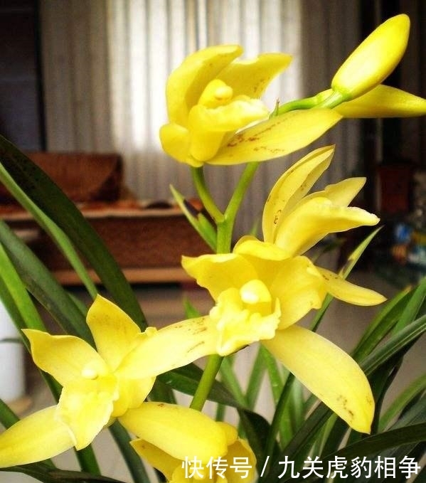 #神童#建兰黄金小神童,给你不一样的花卉享受,花色金光灿灿,鲜艳夺目