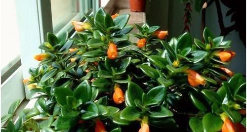 「养护」这花寓意好,养眼又招财,客厅摆一盆,胜过发财树数倍,您有吗