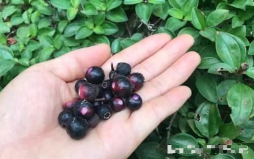  「农村」农村一种“黑葡萄”，当前价值极高，若遇见，还望珍惜