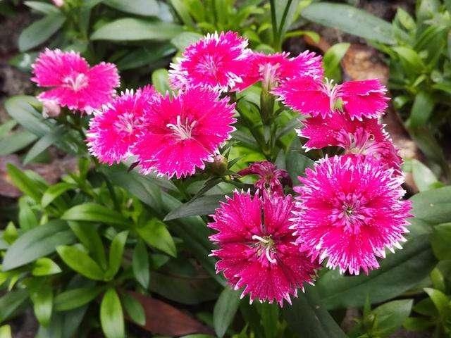 「石竹花」有院子一定要养石竹,皮实好养,来回踩都不死,夏天开出花海