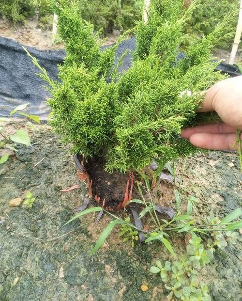 『家里』家里不能养的花,这3类绿植,白送都不要,危害巨大不建议养