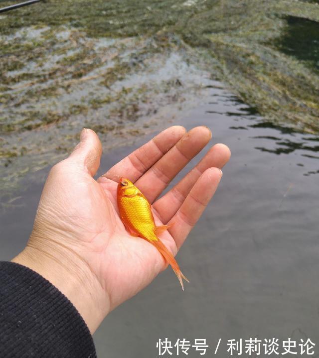 #把它放生#海淀区昆玉河,鲫鱼开口,送你钓小鱼攻略