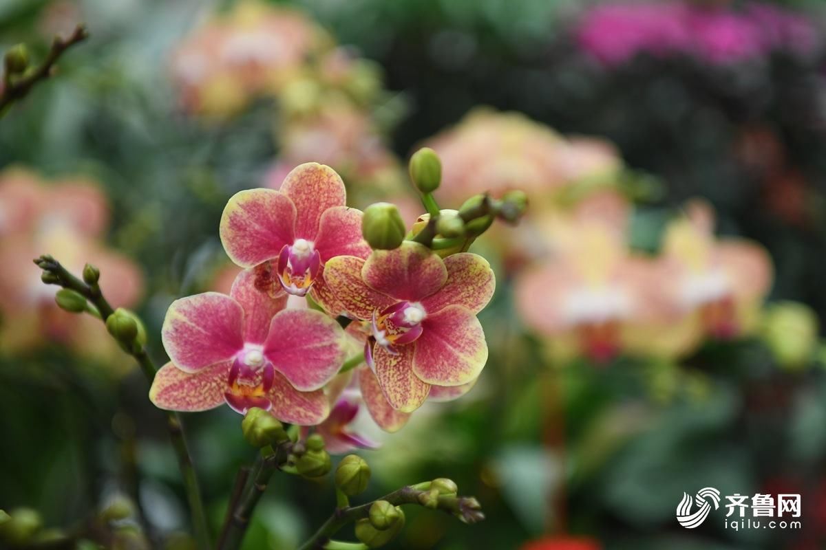 51秒|你的年宵花已到位 快来看看今年流行啥品种