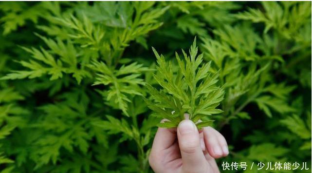 「螨虫的生」卧室螨虫成窝,广东宝妈一招把螨虫彻底去除,螨虫1只也找不到