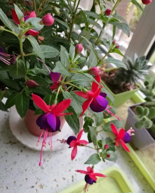  【珍品】“珍品玫瑰”朦胧的朱迪，花开金灿灿，果香四溢，可以说养花首选