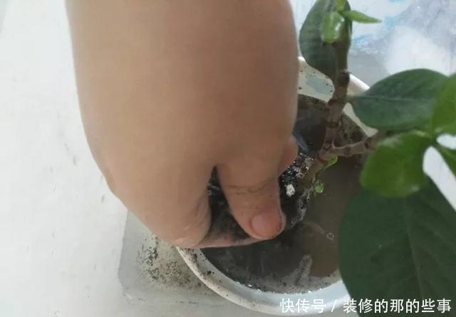  『执着的花盲』养花技巧：这5种花现在扦插，下个月就开花，千万别错过时机！