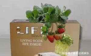  鲜花：适合农村的创业点子，就看你敢不敢做