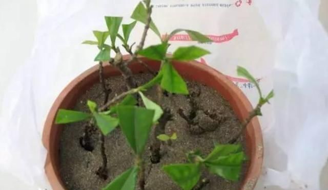  『植物』扦插后怎么浇水?老是烂根怎么回事