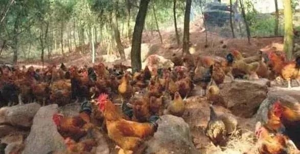  「黄鸡」准备养鸡的朋友，选这五个优质土鸡品种很不错，不愁不